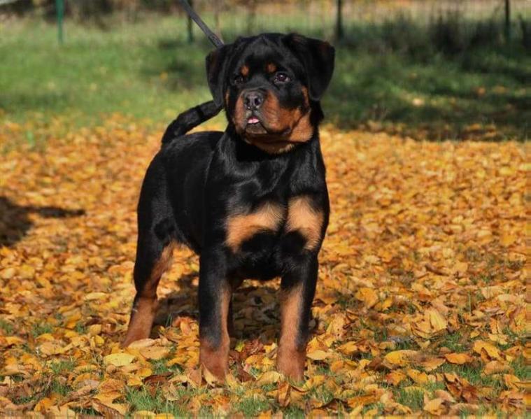 ZAHO du temple d'adranos | Rottweiler 