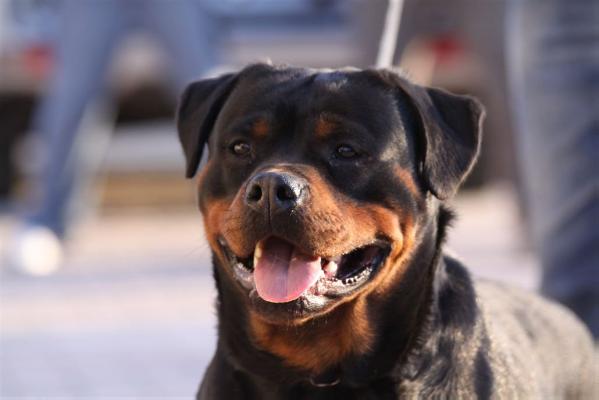 Puma de Xeyver | Rottweiler 