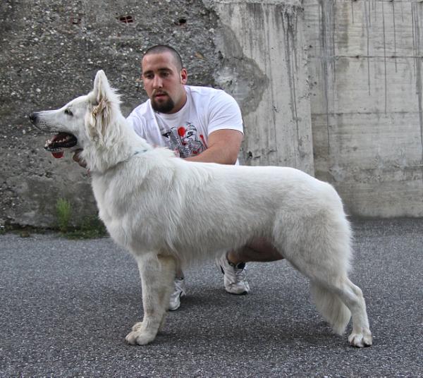 Sharmayne Shining Star | White Swiss Shepherd Dog 