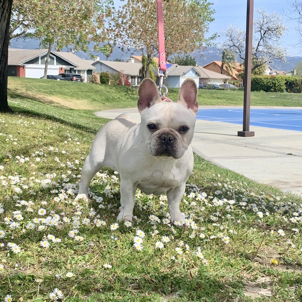 WANTED Holly | French Bulldog 