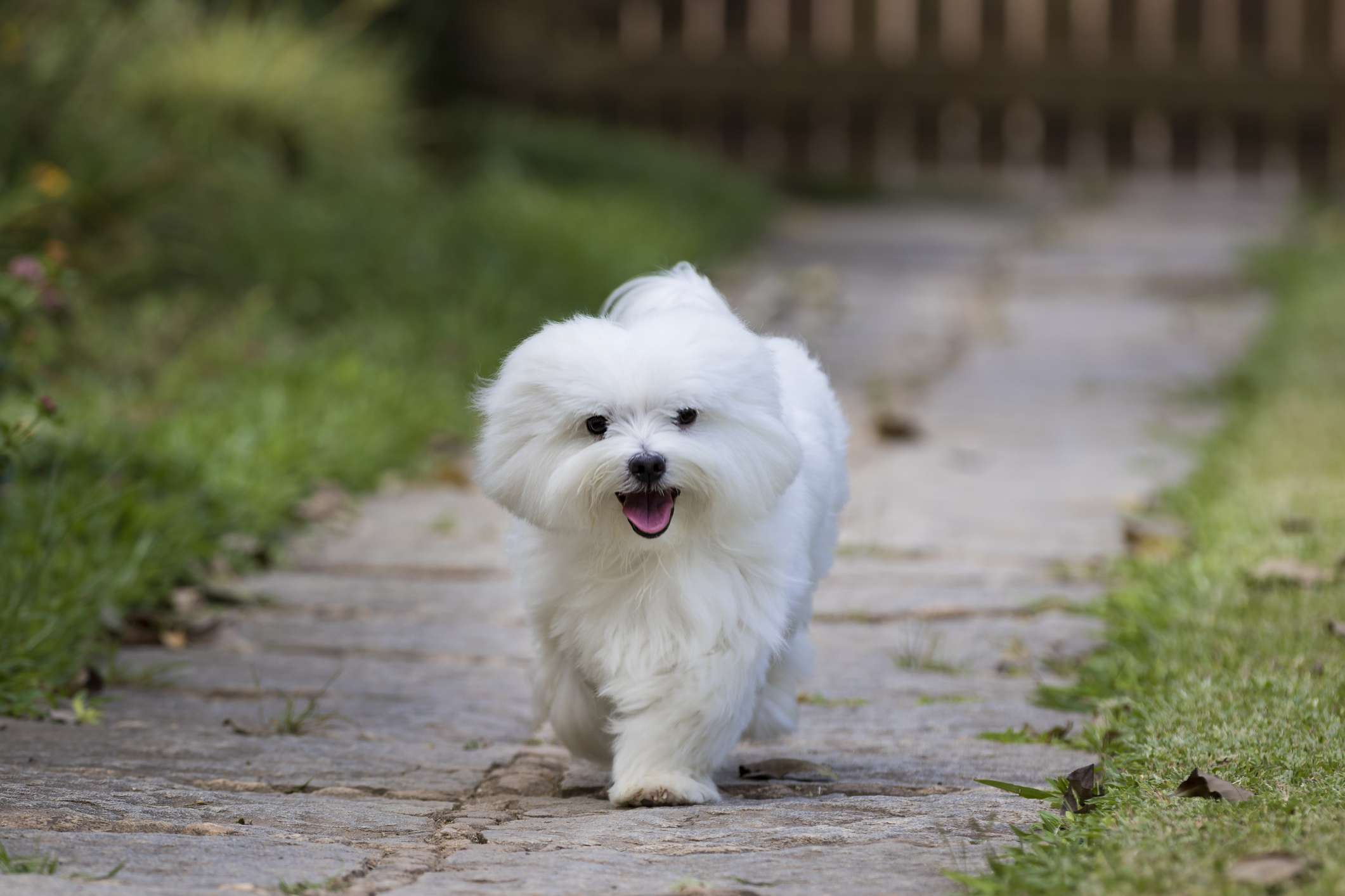 Maltese