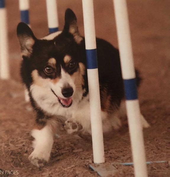 Woodwynne's Dragon Feather | Pembroke Welsh Corgi 