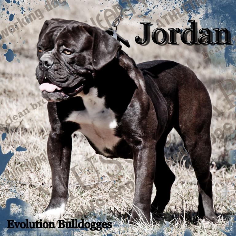 Evolution's Jordan | Olde English Bulldogge 