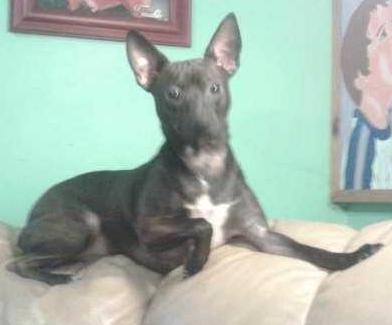 CPK's Lulu's Lucky Lenox | Rat Terrier 