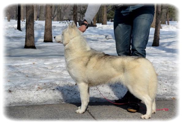 Trinacria's French Touch | Siberian Husky 