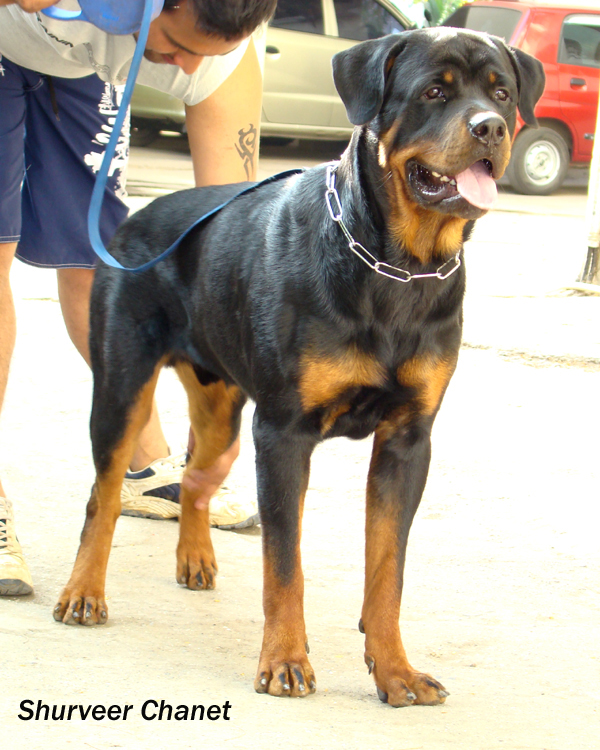 Shurveers Chanet | Rottweiler 