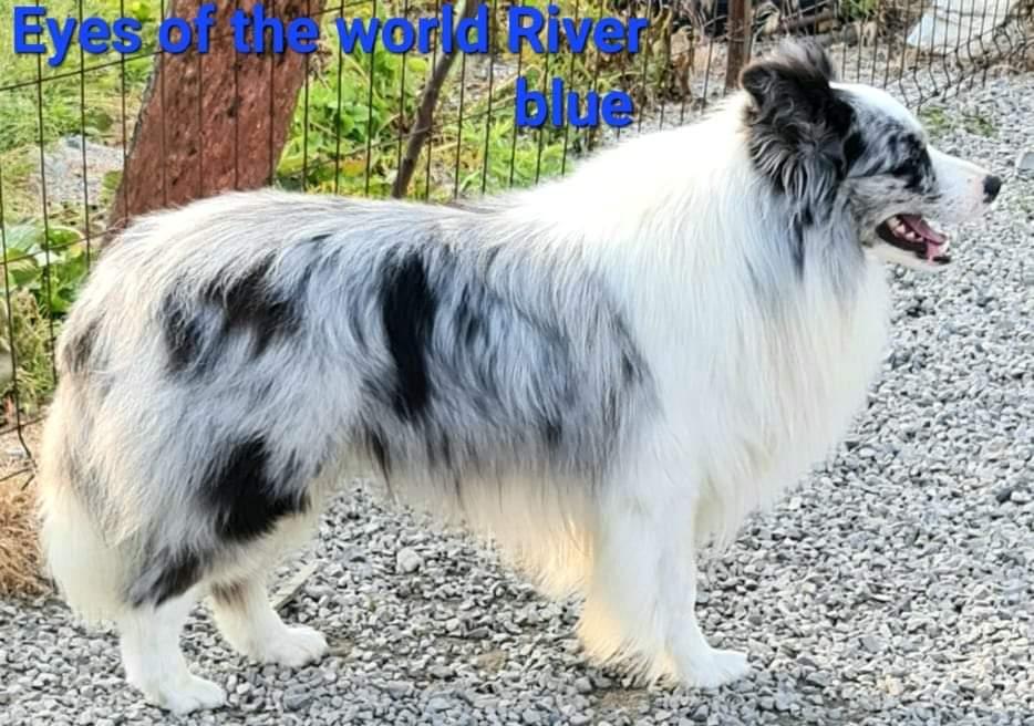 EYES OF THE WORLD RIVER BLUE | Border Collie 