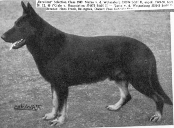 Marko von der Wotansburg | German Shepherd Dog 