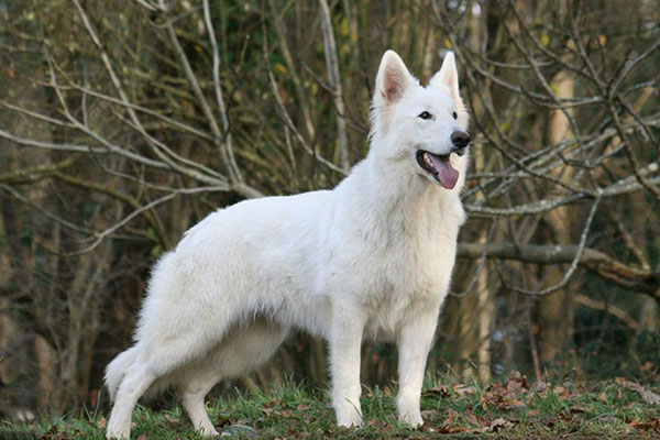 Gnà legend of the white shepherd | White Swiss Shepherd Dog 