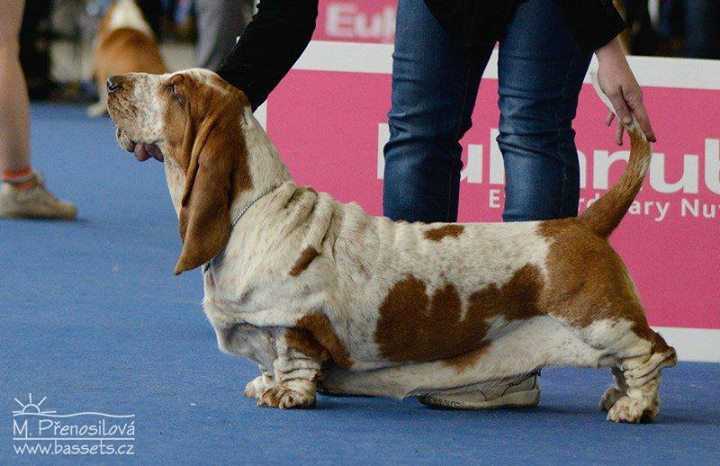 Baltik Show Alise Elegans Lilu | Basset Hound 