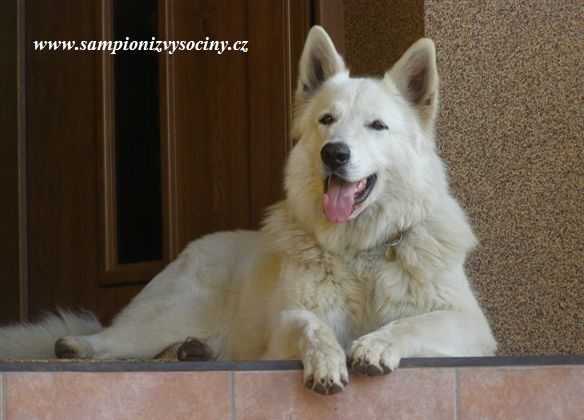 Akéla Bohemia Star Moravec | White Swiss Shepherd Dog 