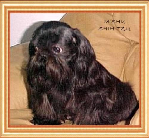 Mishus'S China Dalai Of Da-Lin | Shih Tzu 