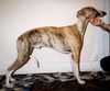 Dixmoor LOVE STORY | Whippet 