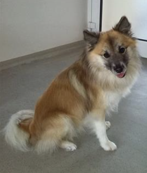 Herkir aus Vinkona | Icelandic Sheepdog 