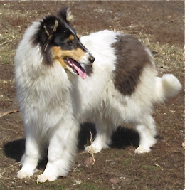 Stirling's Serenading Seraph | Rough Collie 