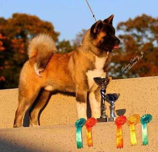 DoubleDrake Sam Clafing Prince William | Akita 