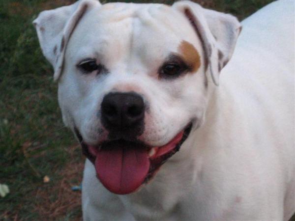 McPeak's Nellie of IGK | American Bulldog 