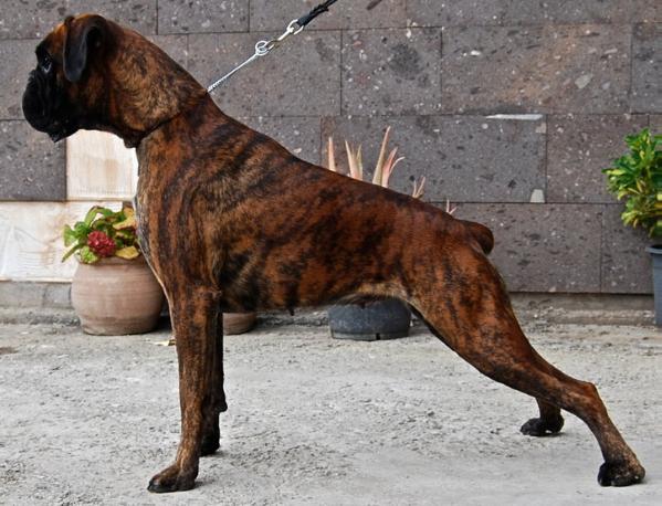 Isla de Villa de Sahagún | Boxer 