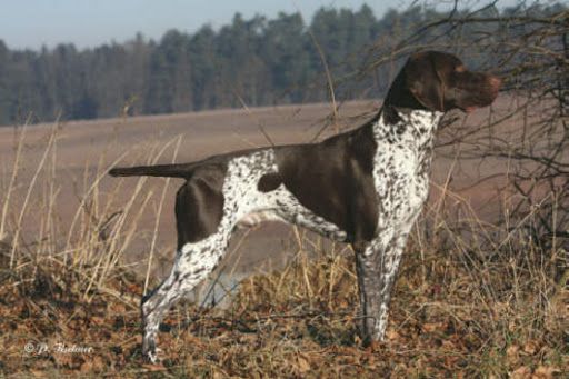 Eiko KS von der Zista | German Shorthaired Pointer 