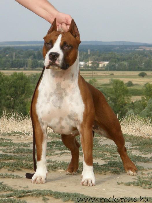Yedoma Rockstone | American Staffordshire Terrier 