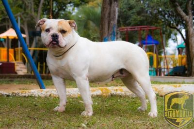 BRAVA MISS 2 DA MATA PRETA | American Bulldog 