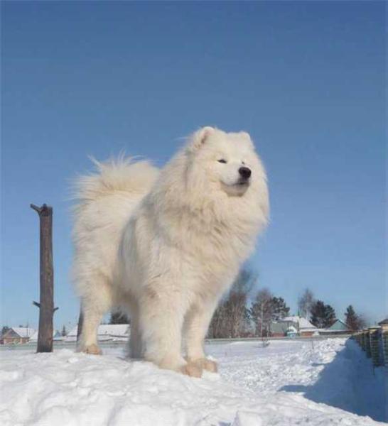 BELYI VOLK KRISTIAN DIOR | Samoyed 