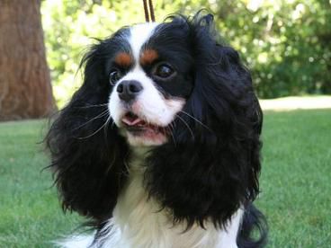 Luddington Andrew | Cavalier King Charles Spaniel 