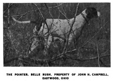 Belle Rush ([John H. Campbell's]) | Pointer 