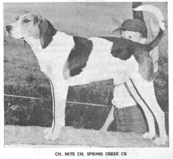 Spring Creek CB | Treeing Walker Coonhound 