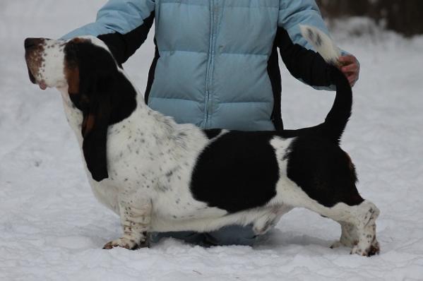 Heinäaron Cluedo | Basset Hound 