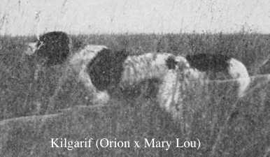 Kilgarif (Orion x Mary Lou) | English Setter 