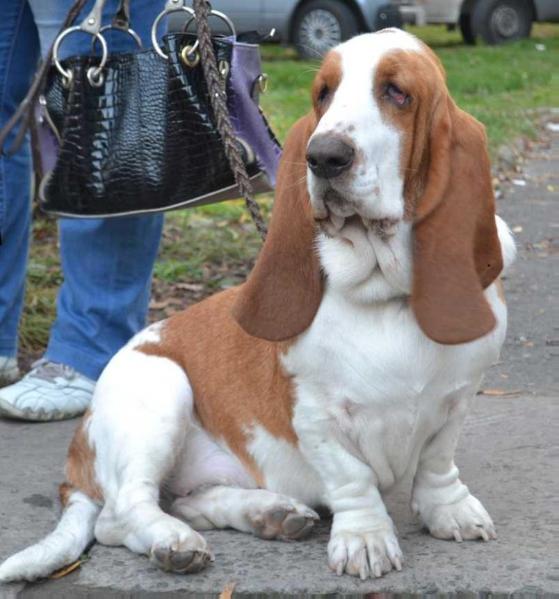 Pal'mira | Basset Hound 