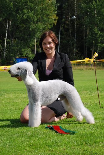 Delta Blue Bearded Bandit | Bedlington Terrier 