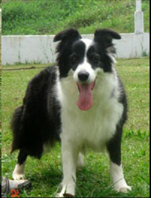 Darwind Heather`s Ace | Border Collie 