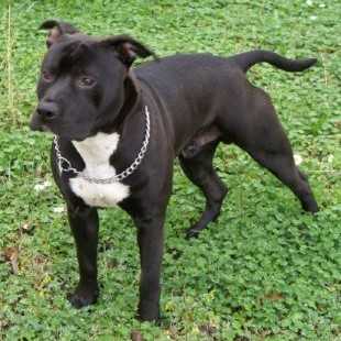 Rixendis Tribale Clayton Blue Angels | American Staffordshire Terrier 
