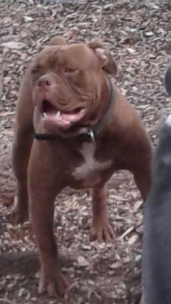 BuffaloCreek's Chocolate Monster | Olde English Bulldogge 