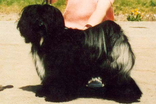 FALAMANDUS APOTRE D'ECLAT | Tibetan Terrier 