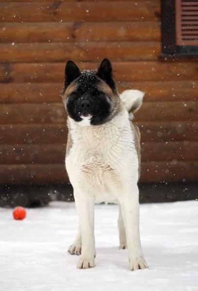 Anata Sone Golden Mango | Akita 