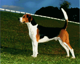 Casualeigh Liasion | English Foxhound 