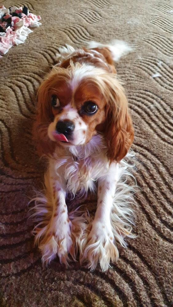 Avia POTOMNE | Cavalier King Charles Spaniel 