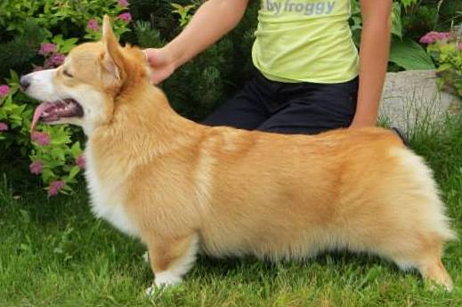 Rafael` Iz Ksaro Chestnaiya Igra | Pembroke Welsh Corgi 