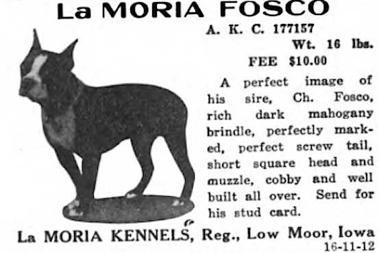 La Moria Fosco | Boston Terrier 