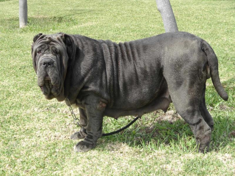 araniz dela bellatrini | Neapolitan Mastiff 