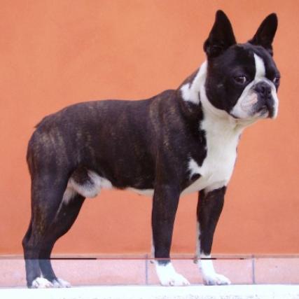 Kennedy's Luigi Casanova | Boston Terrier 