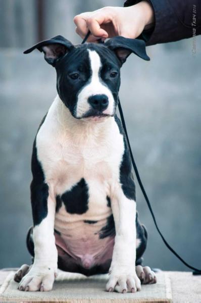 QUEST OF TRUTH SOUL OF GRYFFINDOR | American Staffordshire Terrier 