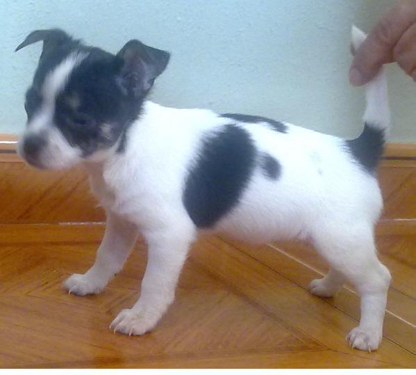 Jota | Chihuahua 