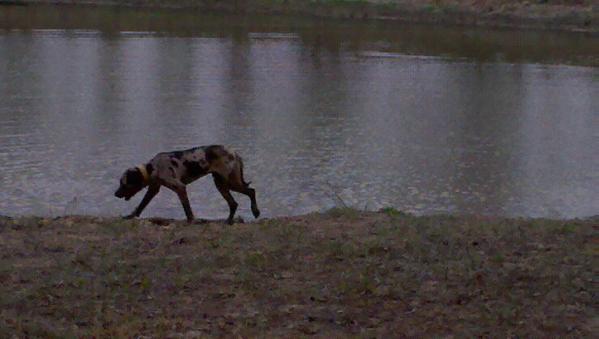 Li-can's River Bottom | Catahoula Leopard Dog 