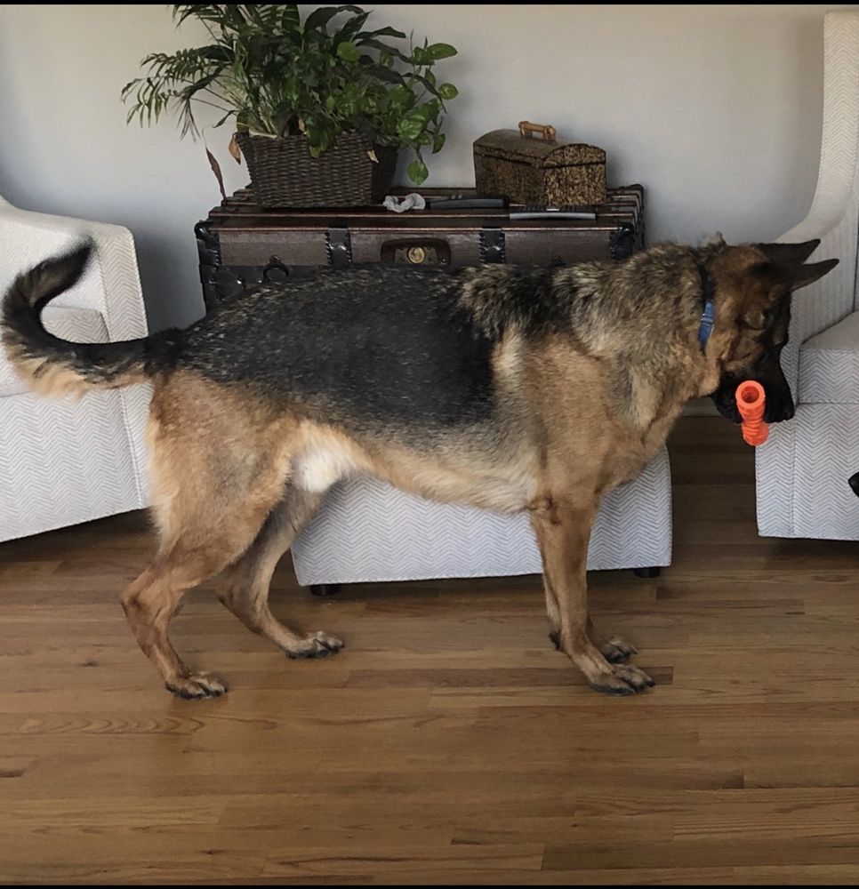 Gibbs von Wolfstal | German Shepherd Dog 