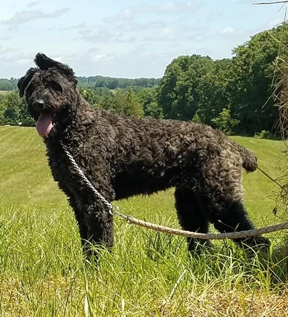 Anya De BlackJack | Bouvier des Flandres 