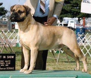 Bandogs Crawdaddy Gumbo | Bullmastiff 